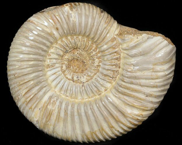 Perisphinctes Ammonite - Jurassic #45413